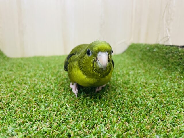 サザナミインコ