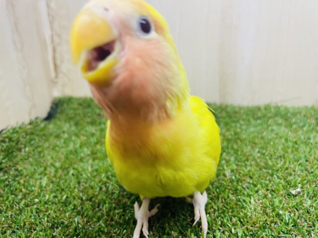 コザクラインコ（小桜インコ）