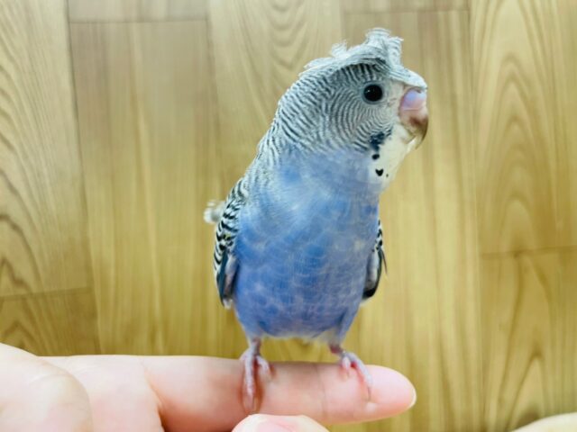 羽衣セキセイインコ