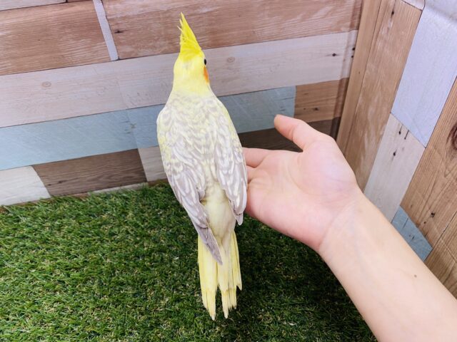 オカメインコ