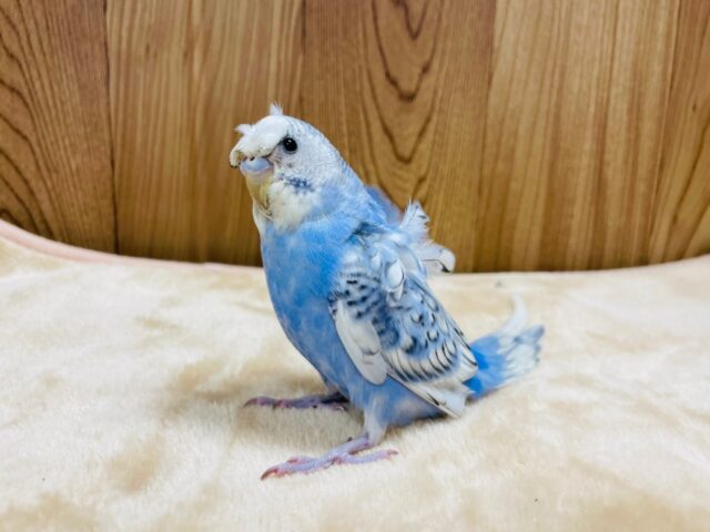 羽衣セキセイインコ