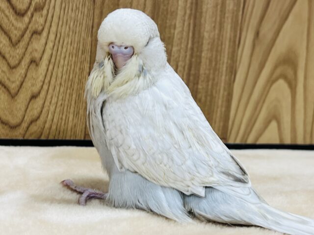 ジャンボセキセイインコ