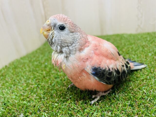 アキクサインコ（秋草インコ）