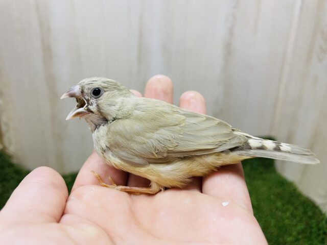 錦花鳥（キンカチョウ）