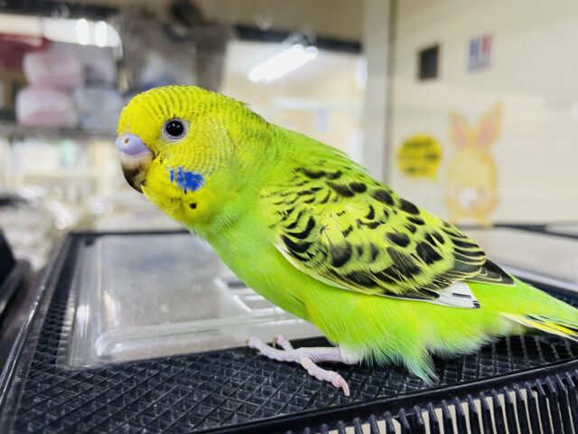 セキセイインコ