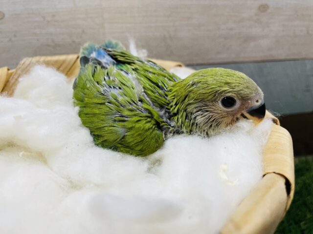 コザクラインコ（小桜インコ）