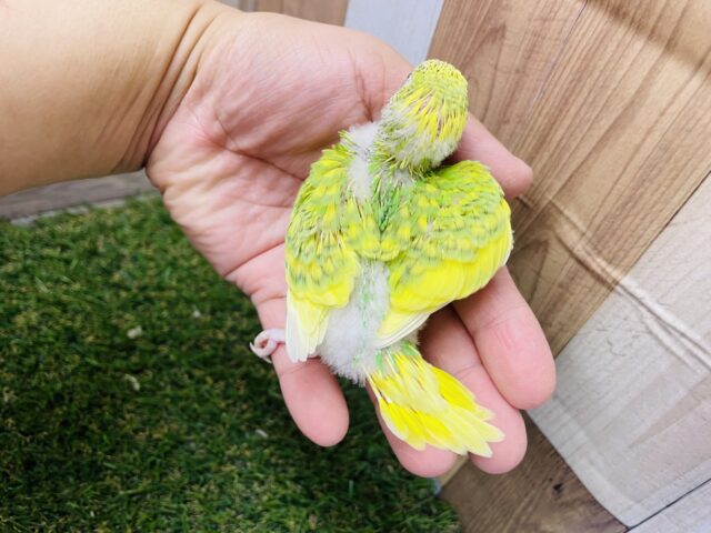セキセイインコ