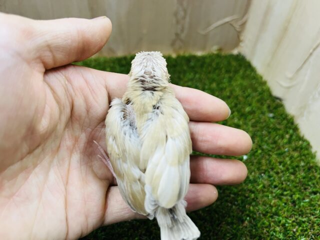 シナモン文鳥