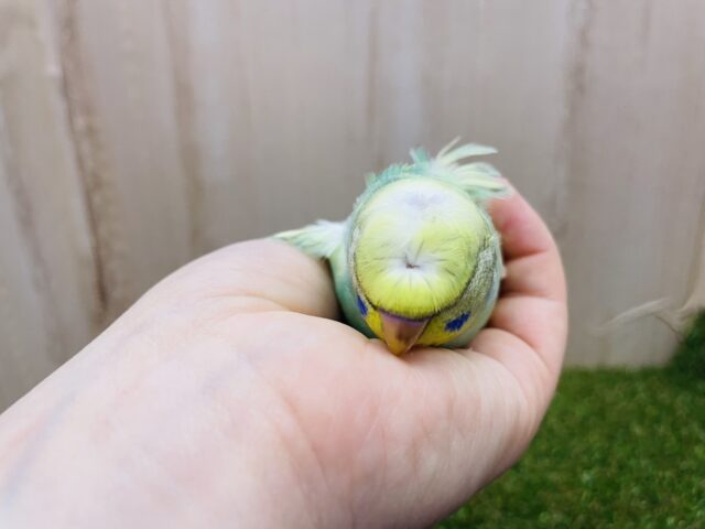 羽衣セキセイインコ
