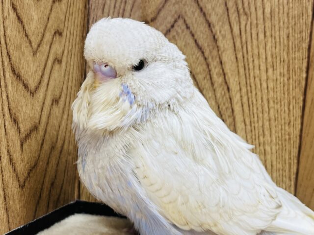 ジャンボセキセイインコ