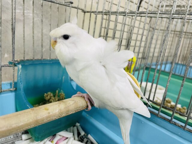 羽衣セキセイインコ