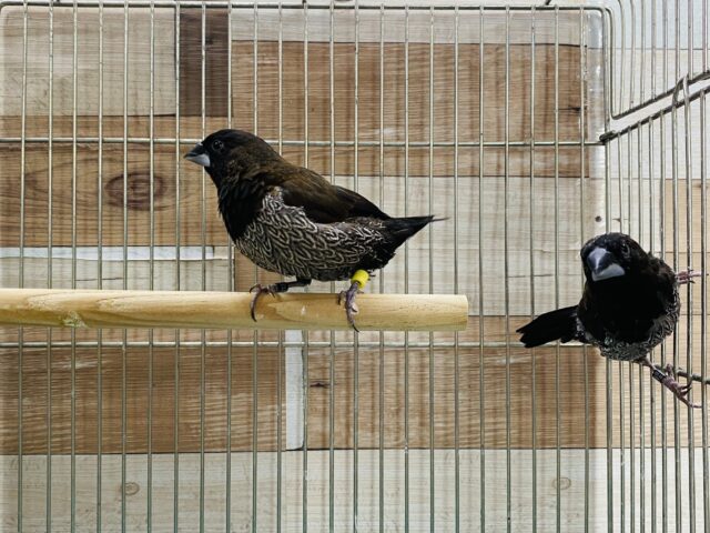 ヨーロッパ十姉妹