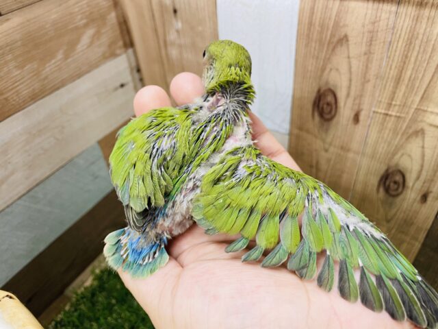 コザクラインコ（小桜インコ）