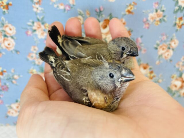 錦花鳥（キンカチョウ）