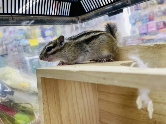 シマリス（ノーマル）