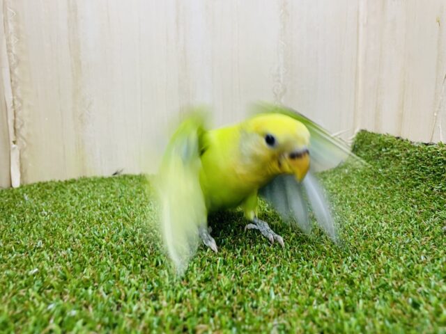 コザクラインコ（小桜インコ）