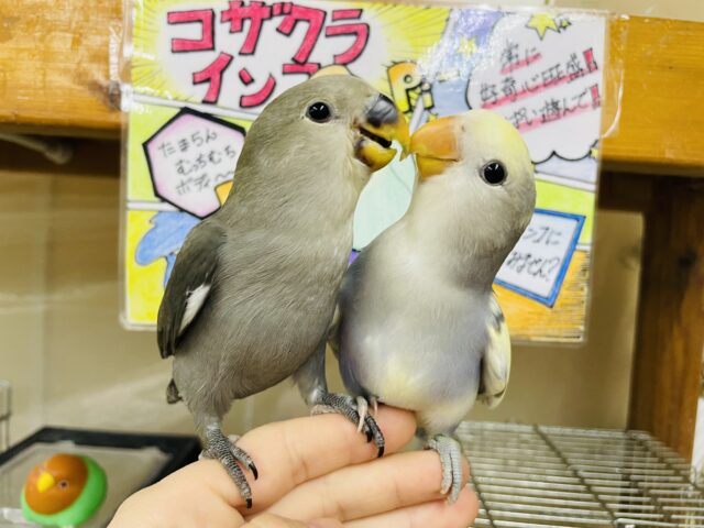 コザクラインコ（小桜インコ）