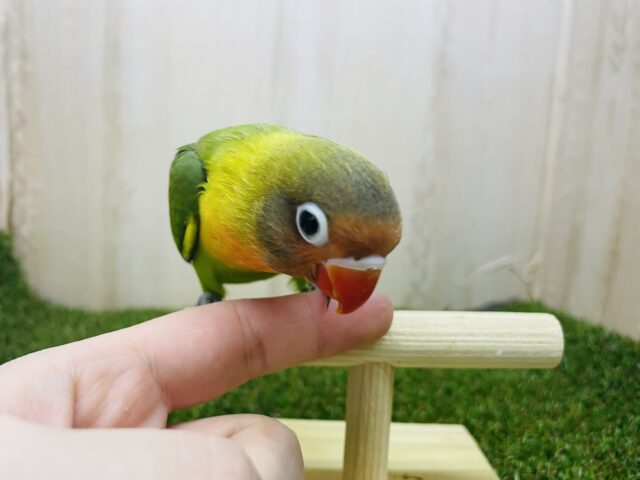キエリボタンインコ