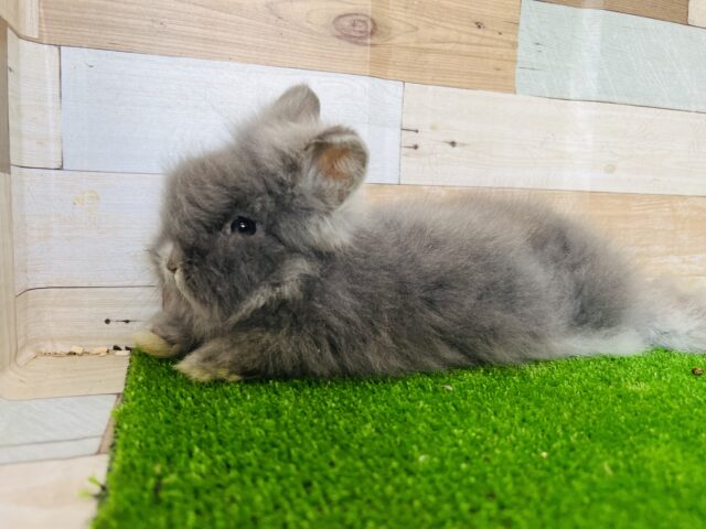 アンゴララビット