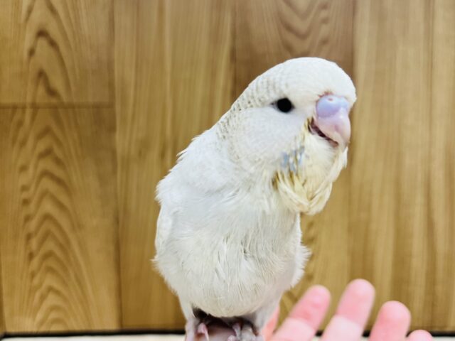 ジャンボセキセイインコ
