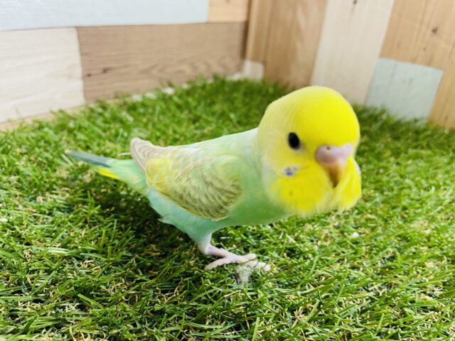 セキセイインコ
