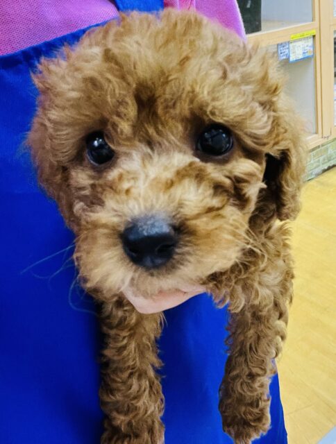 甘えん坊さんなプードルいますよ! トイプードル