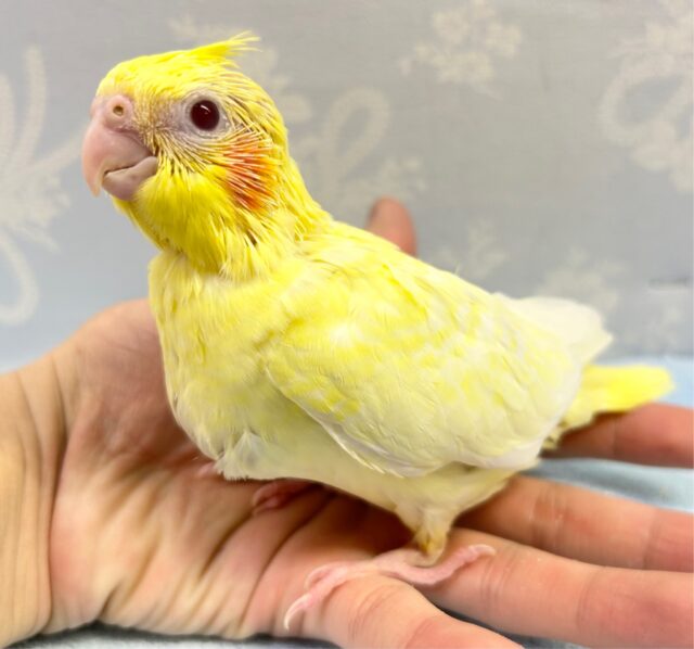 オカメインコ