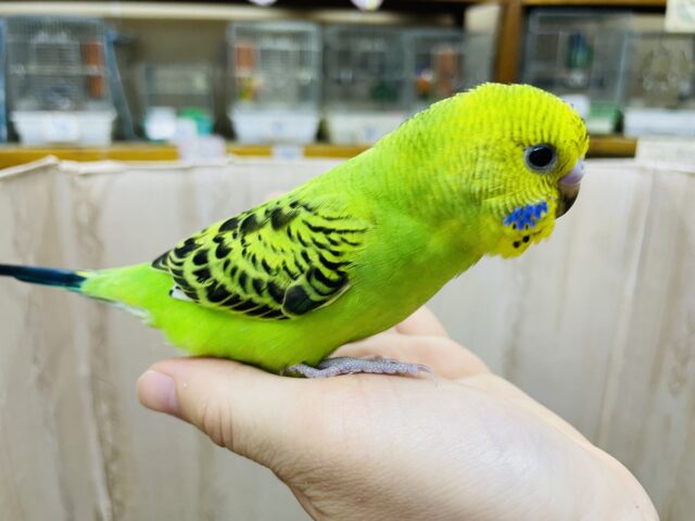 セキセイインコ