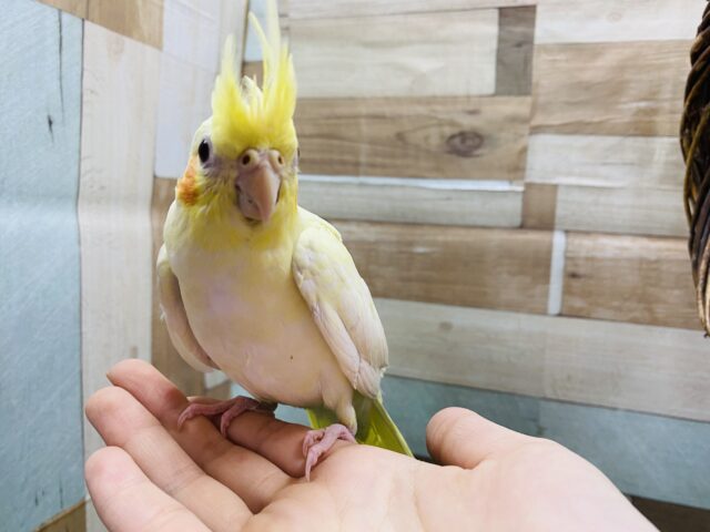 オカメインコ
