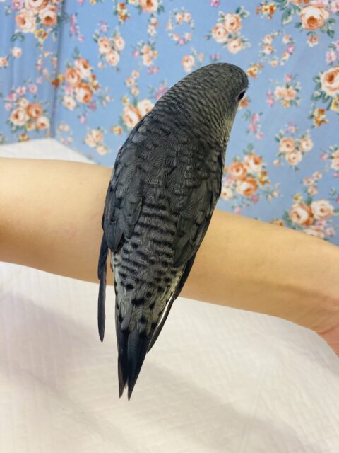 サザナミインコ