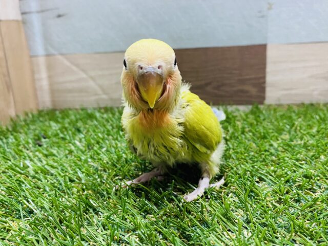 コザクラインコ（小桜インコ）