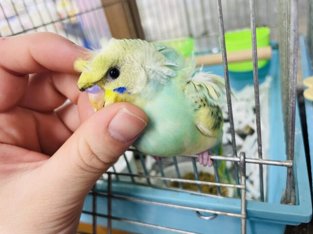 羽衣セキセイインコ