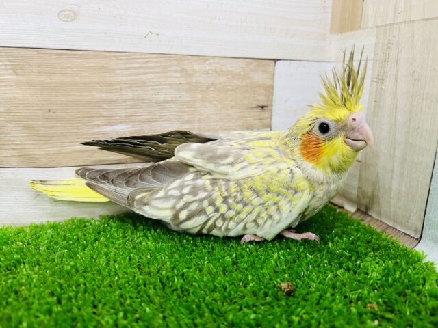 オカメインコ