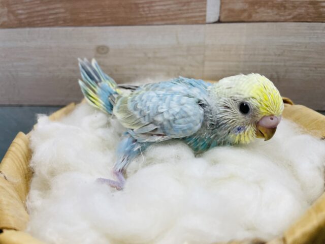 セキセイインコ