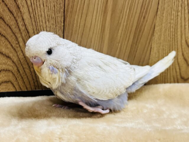 ジャンボセキセイインコ