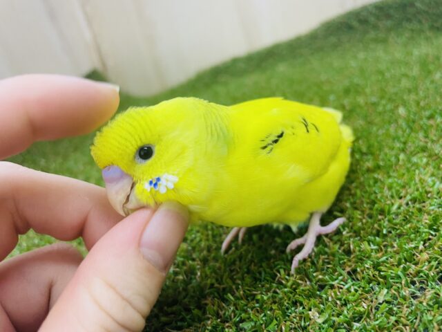 セキセイインコ
