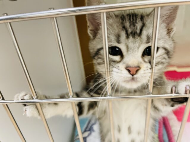 アメリカンショートヘア