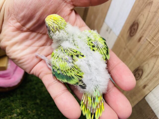 セキセイインコ