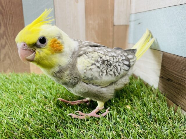 オカメインコ