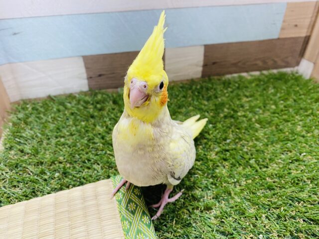 オカメインコ