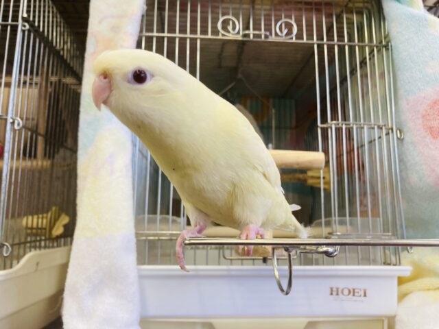 サザナミインコ