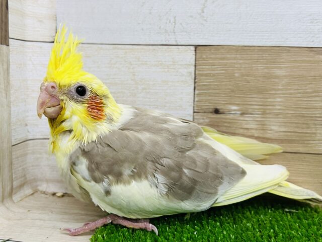 オカメインコ