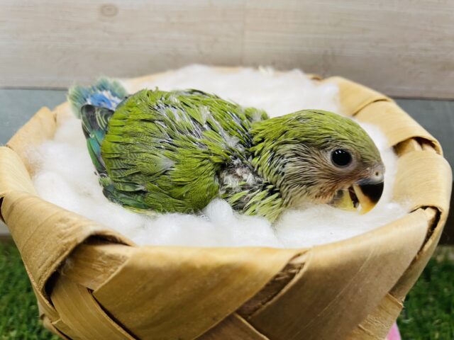コザクラインコ（小桜インコ）