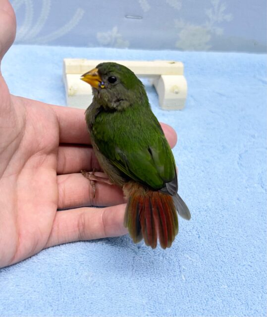 ✨️最新画像✨️レア種❣️鮮やかビューティーさん✨️🪭日の丸鳥 2023年4月生まれ ヒノマルチョウ(日の丸鳥)