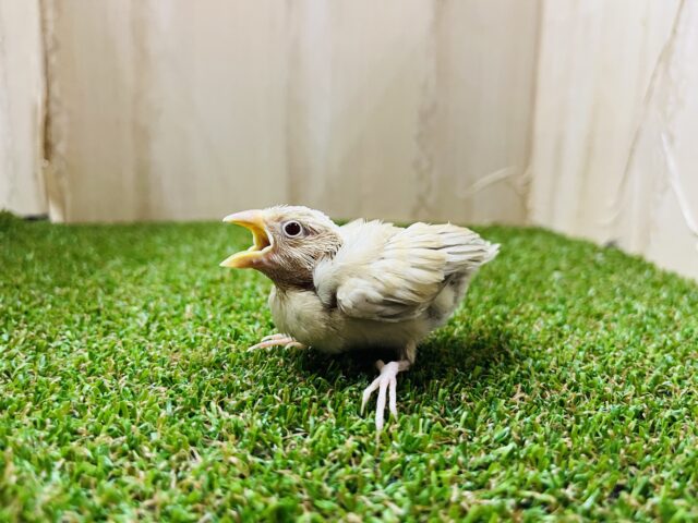シナモン文鳥