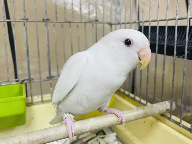 コザクラインコ（小桜インコ）