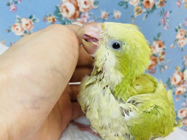 オキナインコ