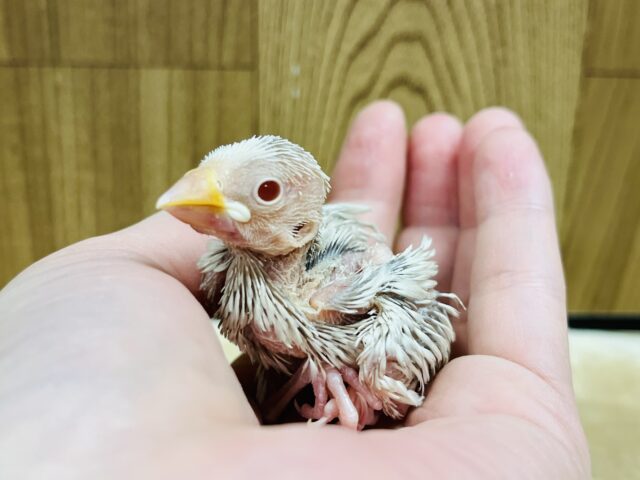 シルバーイノ文鳥