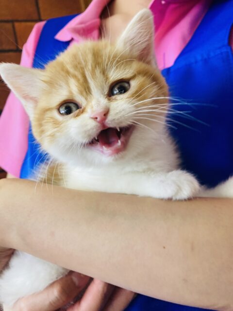 フォールデックス