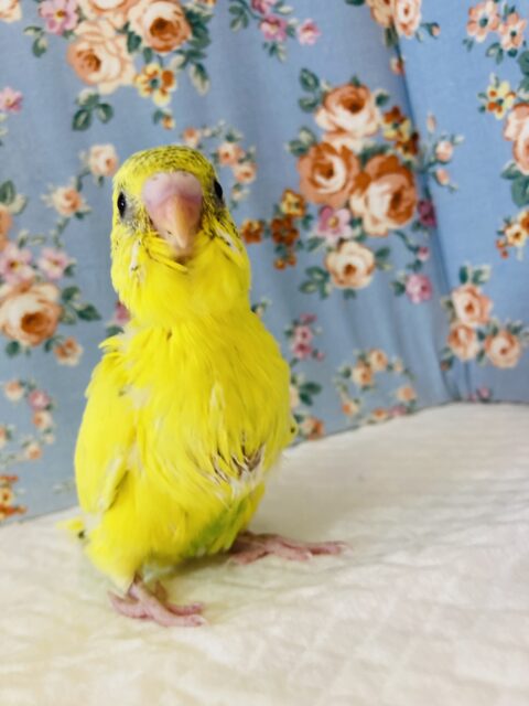 元気いっぱいビタミンカラー🌟手乗りセキセイインコ(イエローハルクイン)🕊✨ セキセイインコ